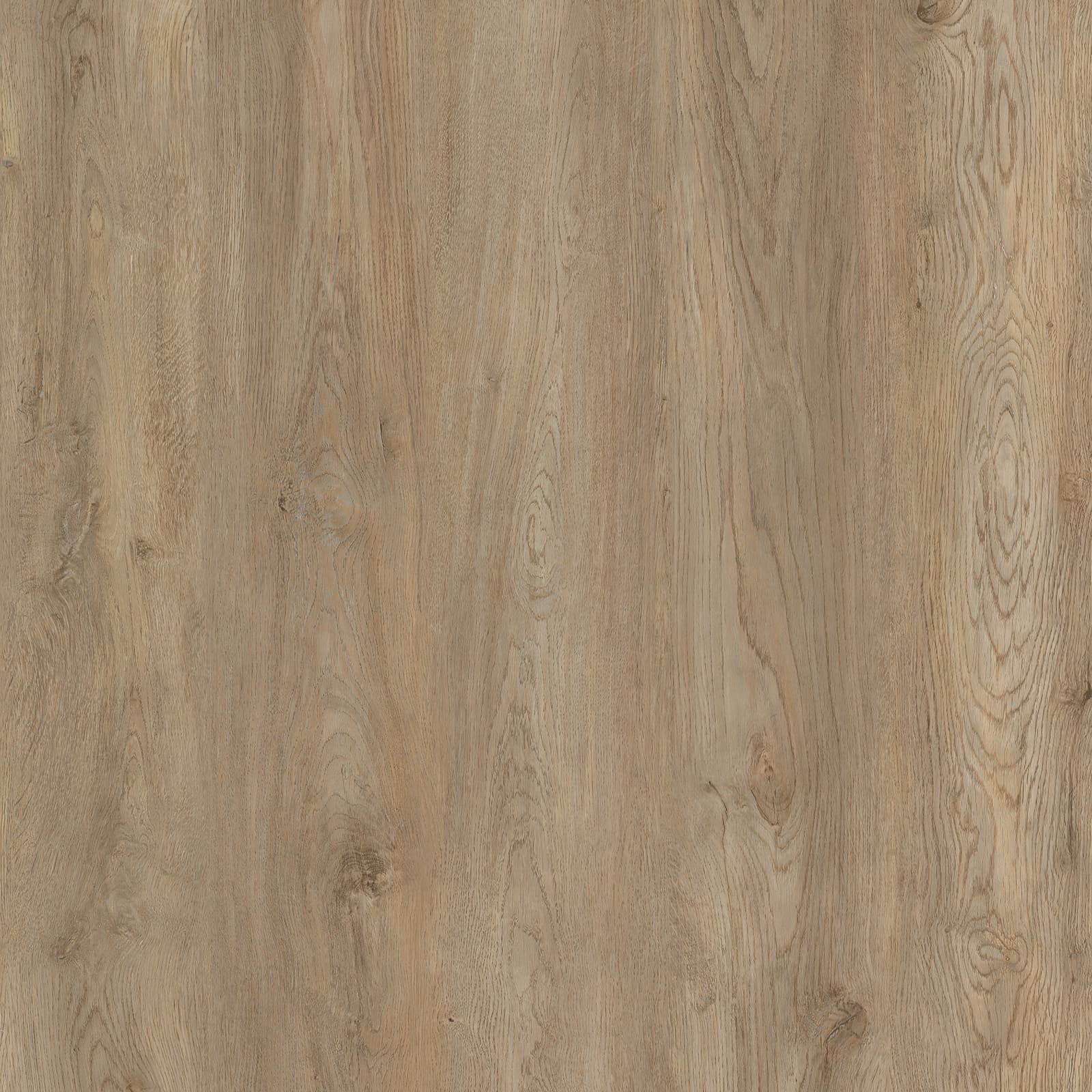 Hard Maple