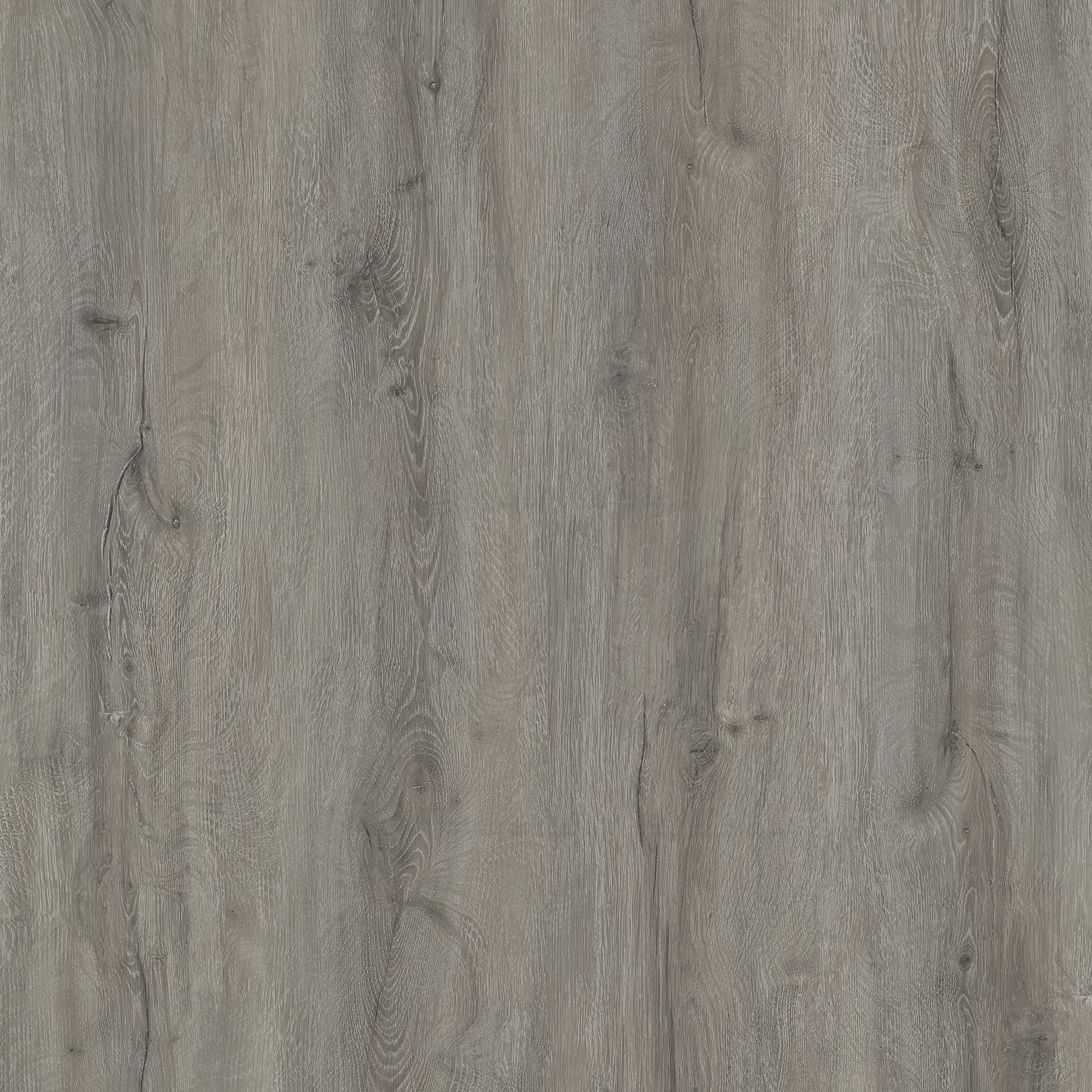 London Plane