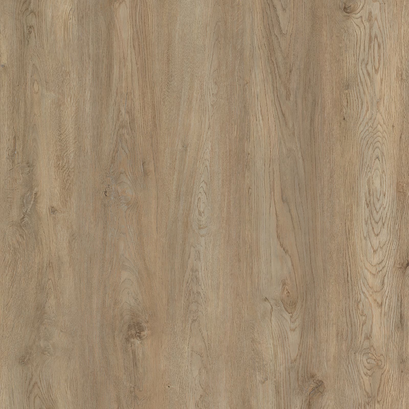 Hard Maple