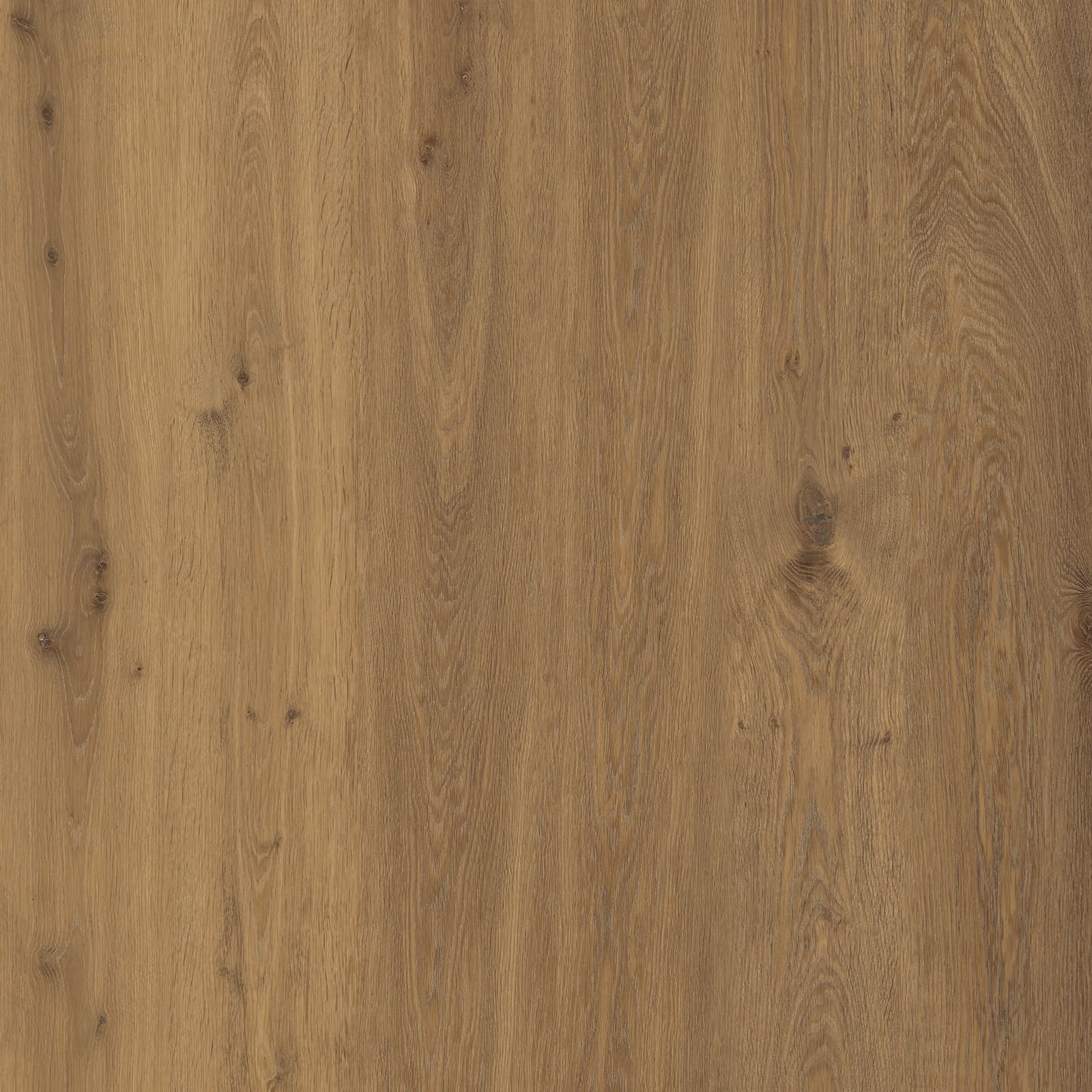 Amber Canyon Oak