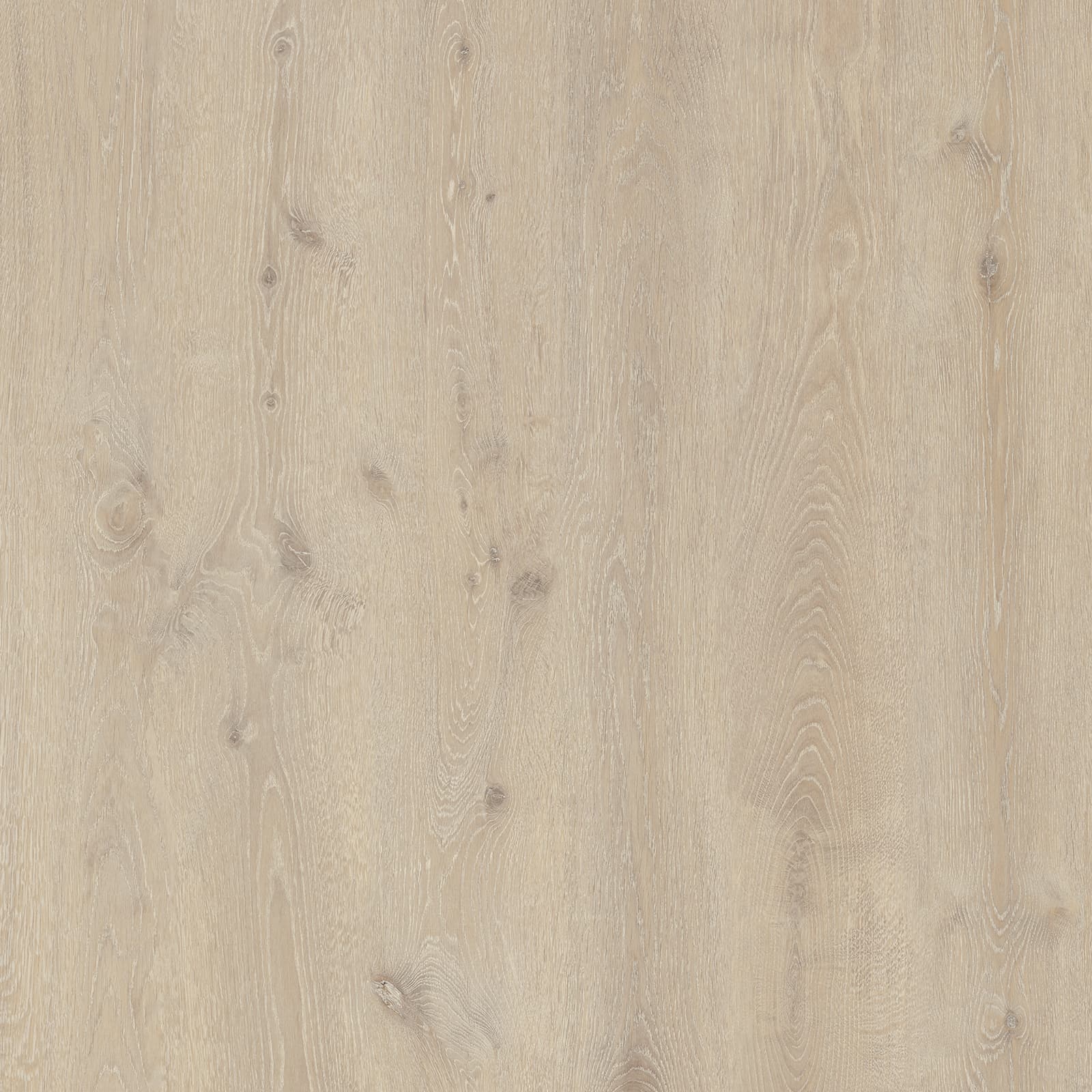 Coastal Sand Oak